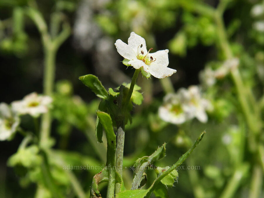 white fiesta-flower (Pholistoma membranaceum) [Caliente Mountain Road, Carrizo Plain National Monument, San Luis Obispo County, California]