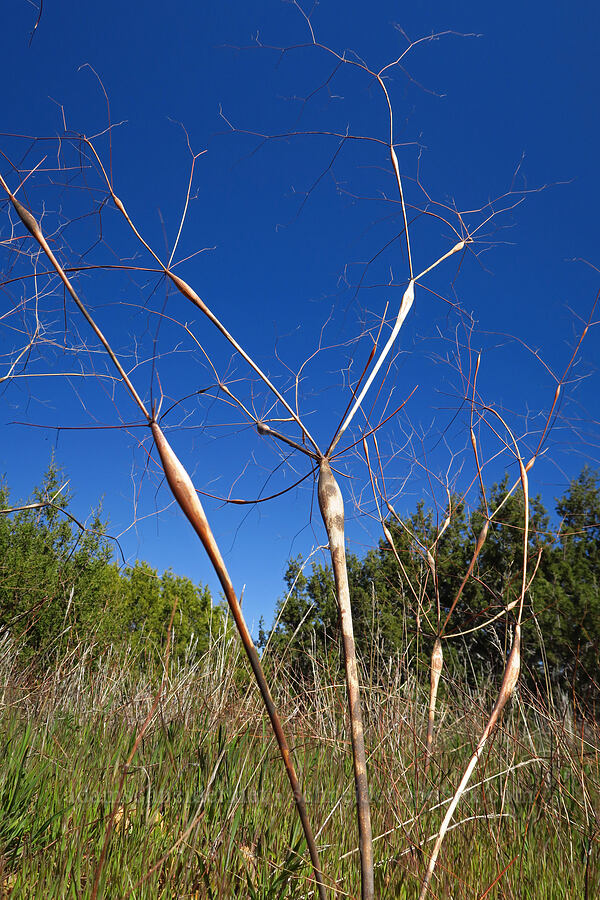 Hoover's desert-trumpet buckwheat, last year's stalks (Eriogonum clavatum) [Caliente Mountain Ridge Trail, Carrizo Plain National Monument, San Luis Obispo County, California]