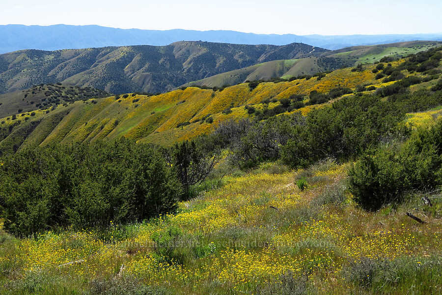 wildflowers [Caliente Mountain Ridge Trail, Carrizo Plain National Monument, San Luis Obispo County, California]