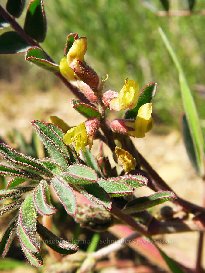 Douglas' milk-vetch (?) (Astragalus douglasii) [Caliente Mountain Ridge Trail, Carrizo Plain National Monument, San Luis Obispo County, California]