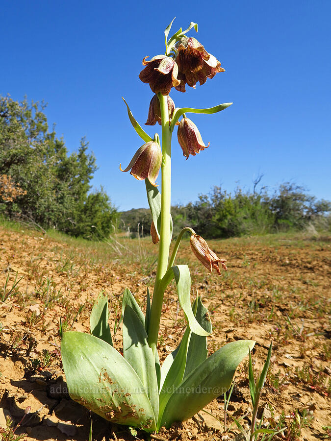 stink-bells (Fritillaria agrestis) [Caliente Mountain Ridge Trail, Carrizo Plain National Monument, San Luis Obispo County, California]