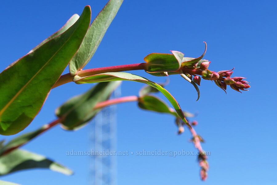 scarlet bugler, budding (Penstemon centranthifolius) [Caliente Mountain Ridge Trail, Carrizo Plain National Monument, San Luis Obispo County, California]