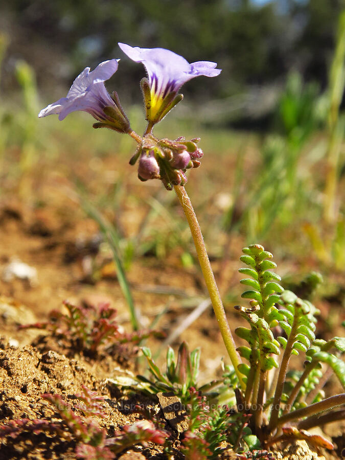 Fremont's phacelia (Phacelia fremontii) [Caliente Mountain Ridge Trail, Carrizo Plain National Monument, San Luis Obispo County, California]