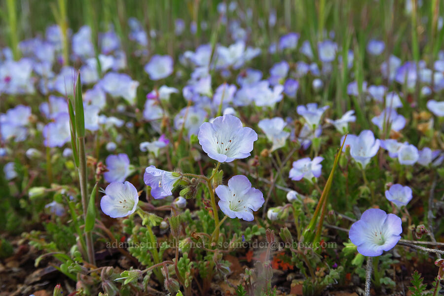 Douglas' phacelia (Phacelia douglasii) [Caliente Mountain Ridge Trail, Carrizo Plain National Monument, San Luis Obispo County, California]