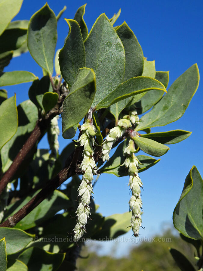 ashy silk-tassel (Garrya flavescens) [Caliente Mountain Ridge Trail, Carrizo Plain National Monument, San Luis Obispo County, California]