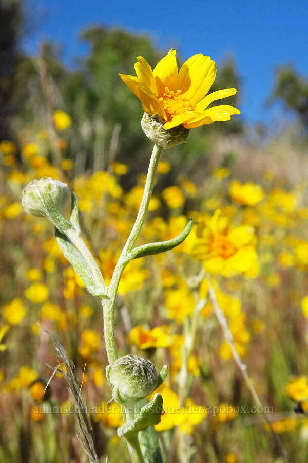 hillside daisies (Monolopia lanceolata) [Caliente Mountain Ridge Trail, Carrizo Plain National Monument, San Luis Obispo County, California]