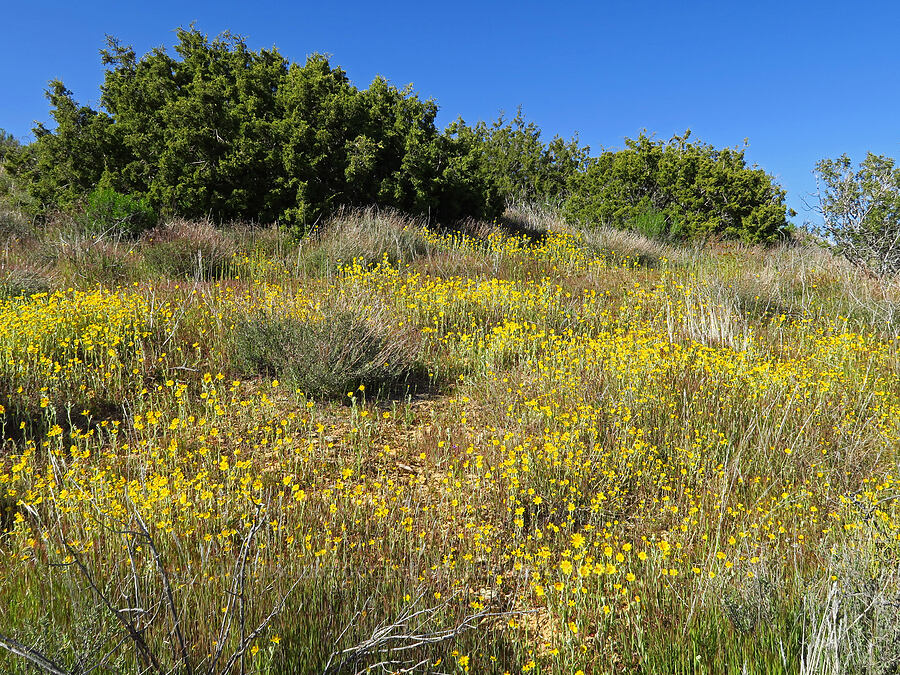 wildflowers [Caliente Mountain Ridge Trail, Carrizo Plain National Monument, San Luis Obispo County, California]