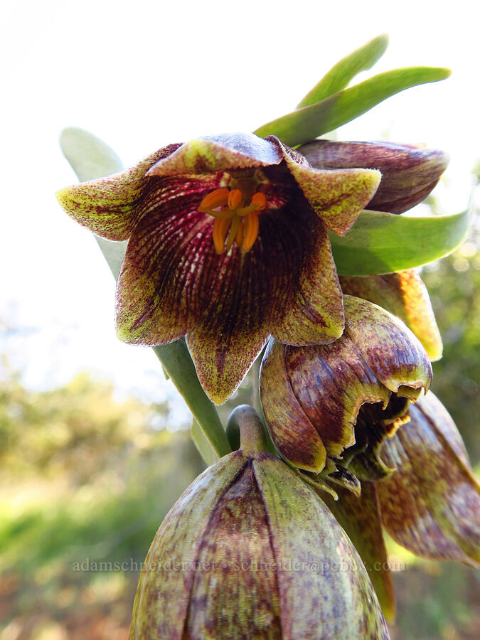 stink-bells (Fritillaria agrestis) [Caliente Mountain Ridge Trail, Carrizo Plain National Monument, San Luis Obispo County, California]