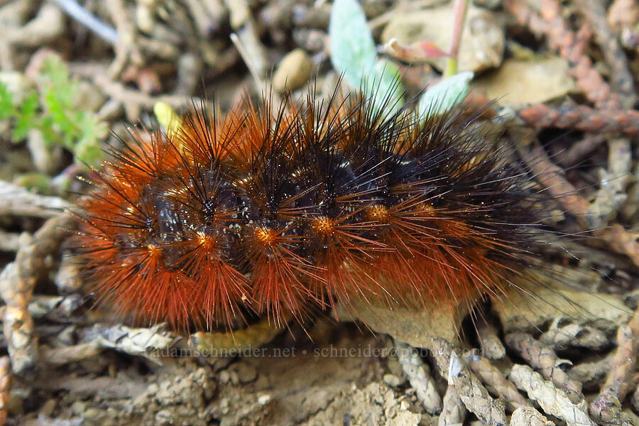 tiger moth caterpillar (Apantesis sp.) [Caliente Mountain Ridge Trail, Carrizo Plain National Monument, San Luis Obispo County, California]