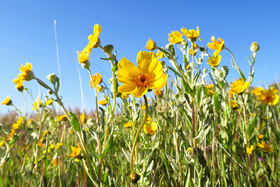 coreopsis & hillside daisies (Leptosyne calliopsidea (Coreopsis calliopsidea), Monolopia lanceolata) [Caliente Mountain Ridge Trail, Carrizo Plain National Monument, San Luis Obispo County, California]