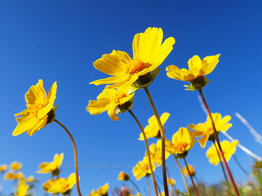 leafy-stem coreopsis (Leptosyne calliopsidea (Coreopsis calliopsidea)) [Caliente Mountain Ridge Trail, Carrizo Plain National Monument, San Luis Obispo County, California]