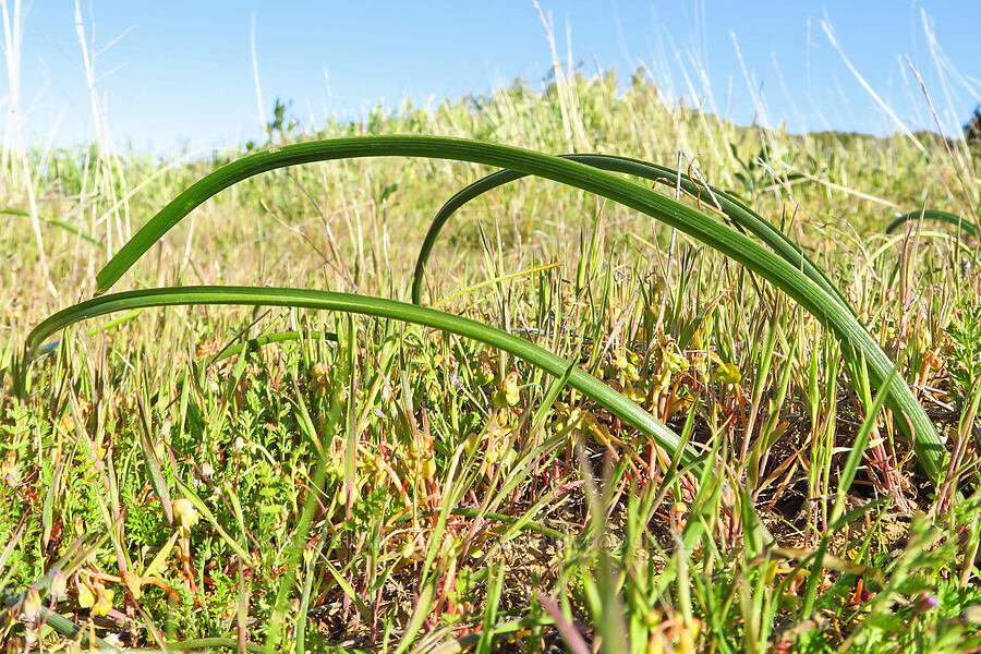 golden-star leaves (Bloomeria crocea) [Caliente Mountain Ridge Trail, Carrizo Plain National Monument, San Luis Obispo County, California]