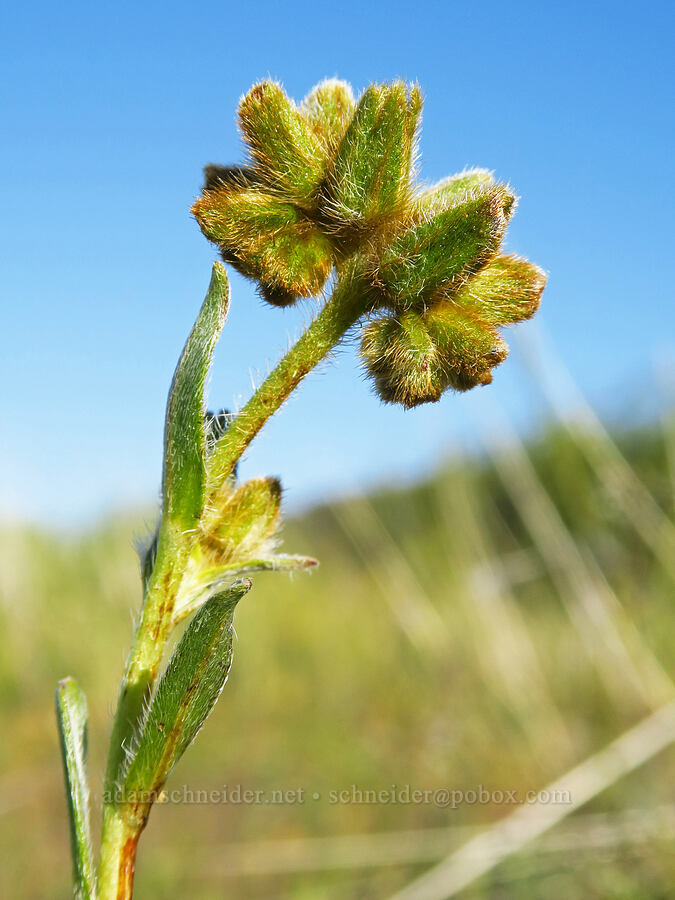 common fiddleneck, budding (Amsinckia menziesii) [Caliente Mountain Ridge Trail, Carrizo Plain National Monument, San Luis Obispo County, California]