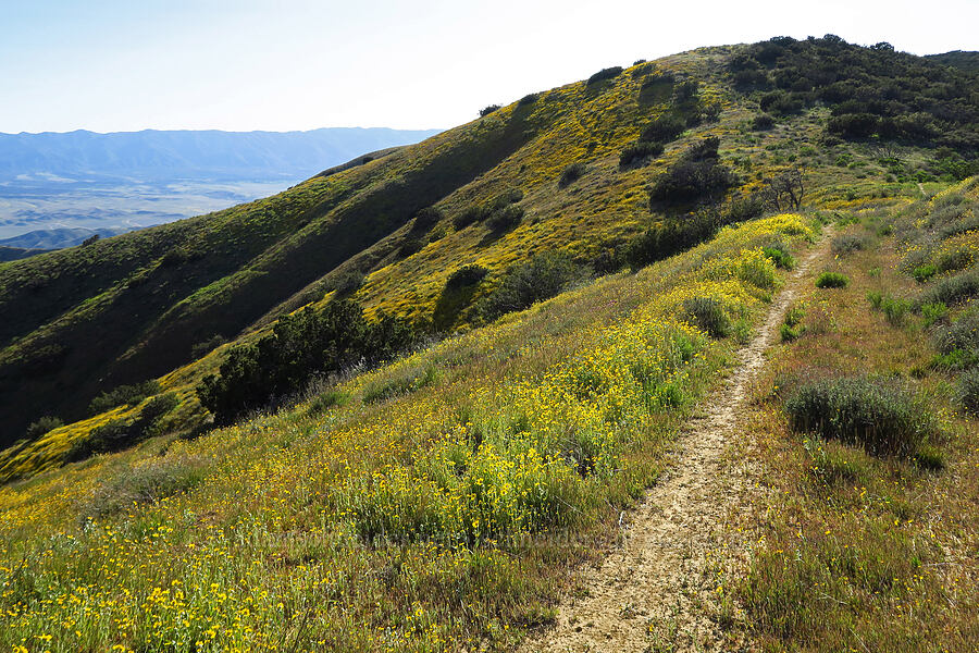 wildflowers on Caliente Mountain Ridge [Caliente Mountain Ridge Trail, Carrizo Plain National Monument, San Luis Obispo County, California]