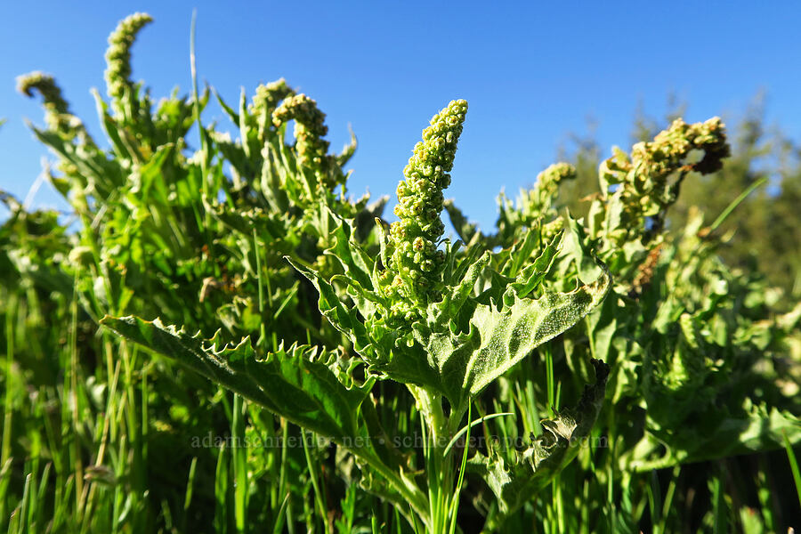 California goose-foot (Blitum californicum (Chenopodium californicum)) [Caliente Mountain Ridge Trail, Carrizo Plain National Monument, San Luis Obispo County, California]