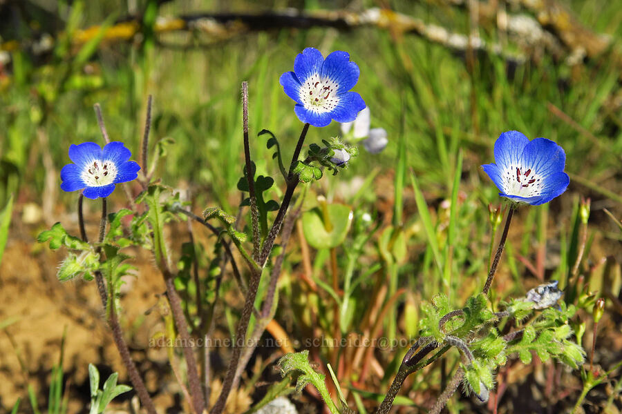 baby-blue-eyes (Nemophila menziesii var. menziesii) [Caliente Mountain Road, Carrizo Plain National Monument, San Luis Obispo County, California]