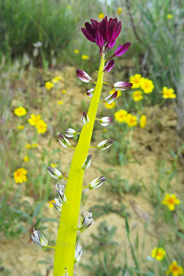 desert candle (Caulanthus inflatus) [Caliente Mountain Road, Carrizo Plain National Monument, San Luis Obispo County, California]