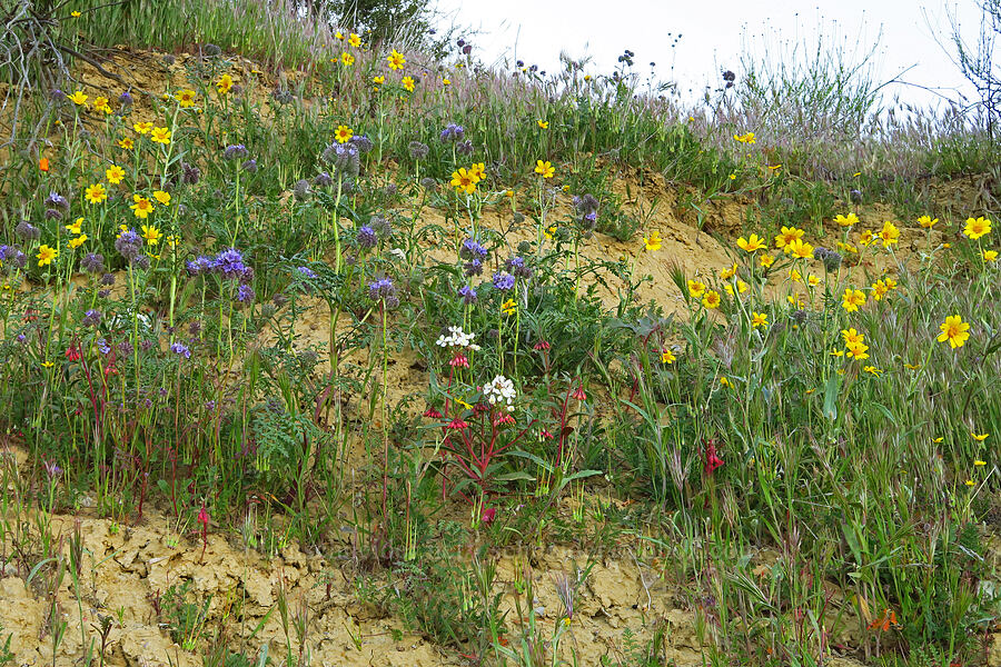 wildflowers [Caliente Mountain Road, Carrizo Plain National Monument, San Luis Obispo County, California]