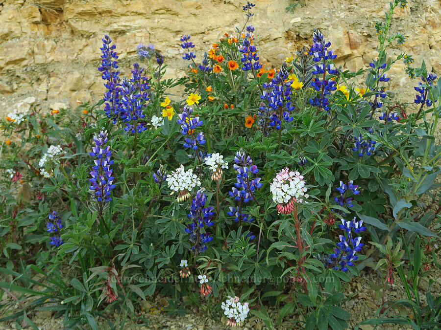 roadside wildflowers [Caliente Mountain Road, Carrizo Plain National Monument, San Luis Obispo County, California]