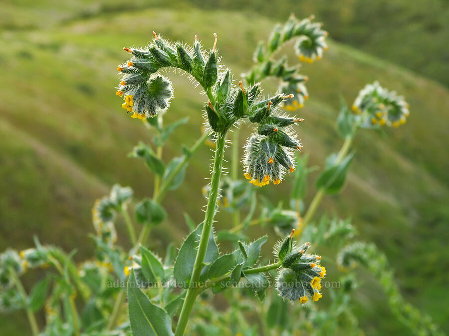 green fiddleneck (Amsinckia vernicosa) [Caliente Mountain Road, Carrizo Plain National Monument, San Luis Obispo County, California]