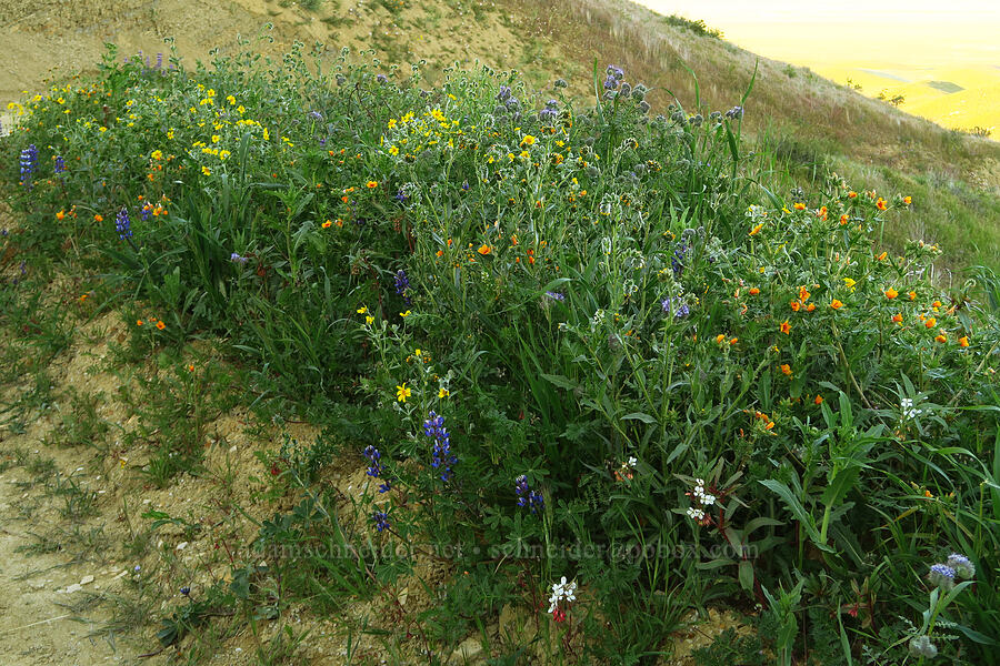 wildflowers [Caliente Mountain Road, Carrizo Plain National Monument, San Luis Obispo County, California]