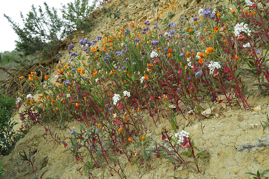 wildflowers [Caliente Mountain Road, Carrizo Plain National Monument, San Luis Obispo County, California]