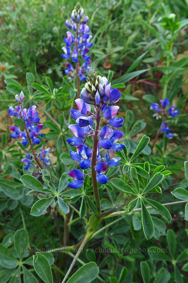 arroyo lupine (Lupinus succulentus) [Caliente Mountain Road, Carrizo Plain National Monument, San Luis Obispo County, California]