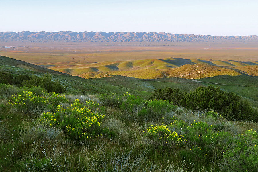 Carrizo Plain, Temblor Range, & narrow-leaf goldenbush (Ericameria linearifolia (Haplopappus linearifolius)) [Caliente Mountain Road, Carrizo Plain National Monument, San Luis Obispo County, California]