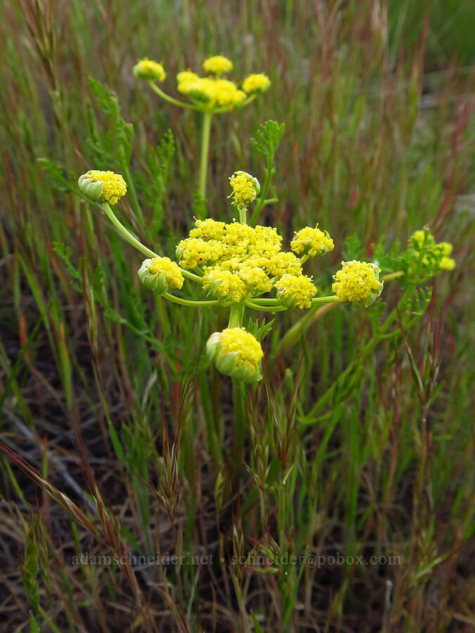 spring-gold desert parsley (Lomatium utriculatum) [Caliente Mountain Road, Carrizo Plain National Monument, San Luis Obispo County, California]