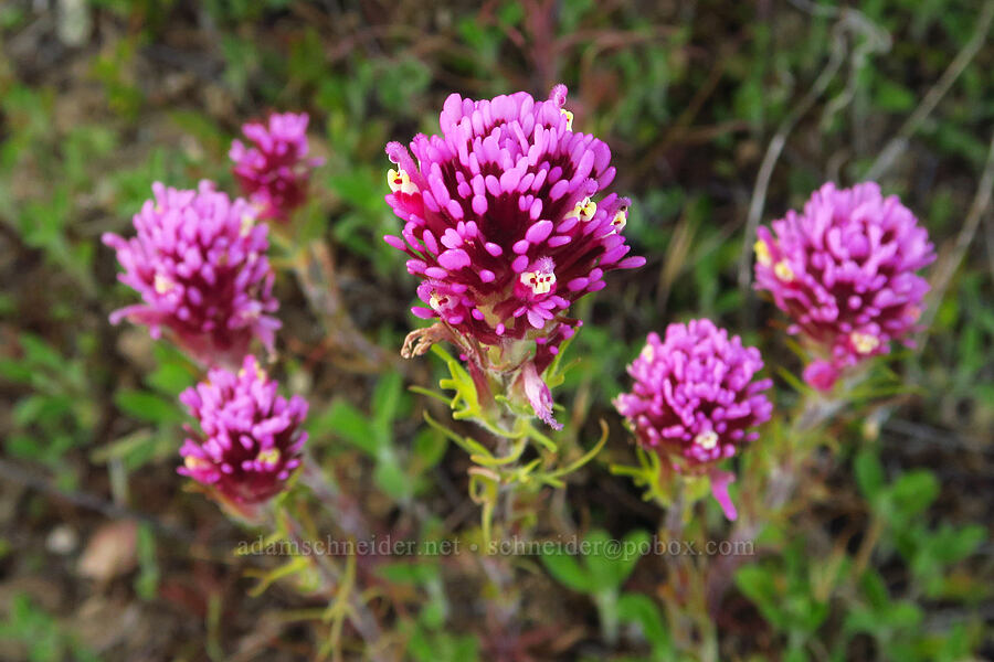 purple owl's-clover (Castilleja exserta var. exserta (Orthocarpus exsertus)) [Caliente Mountain Road, Carrizo Plain National Monument, San Luis Obispo County, California]