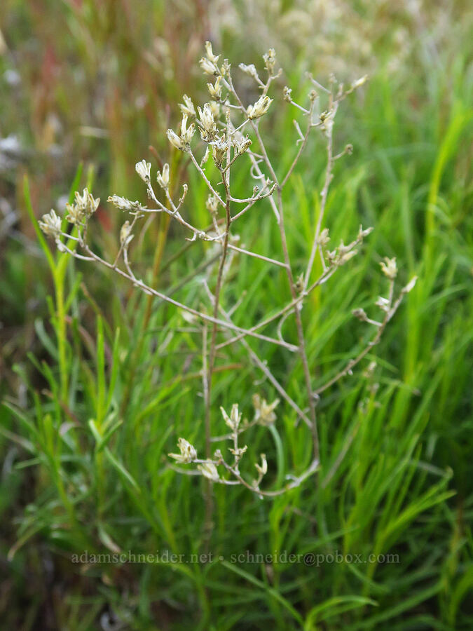 California match-weed/snake-weed (last year's flowers) (Gutierrezia californica) [Caliente Mountain Road, Carrizo Plain National Monument, San Luis Obispo County, California]