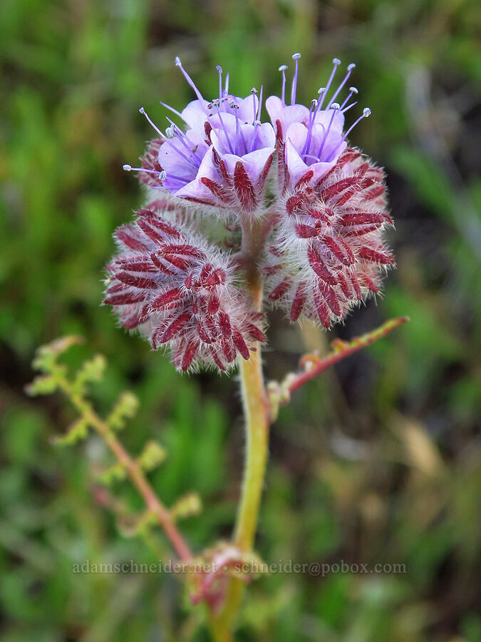 distant phacelia (Phacelia distans) [Caliente Mountain Road, Carrizo Plain National Monument, San Luis Obispo County, California]