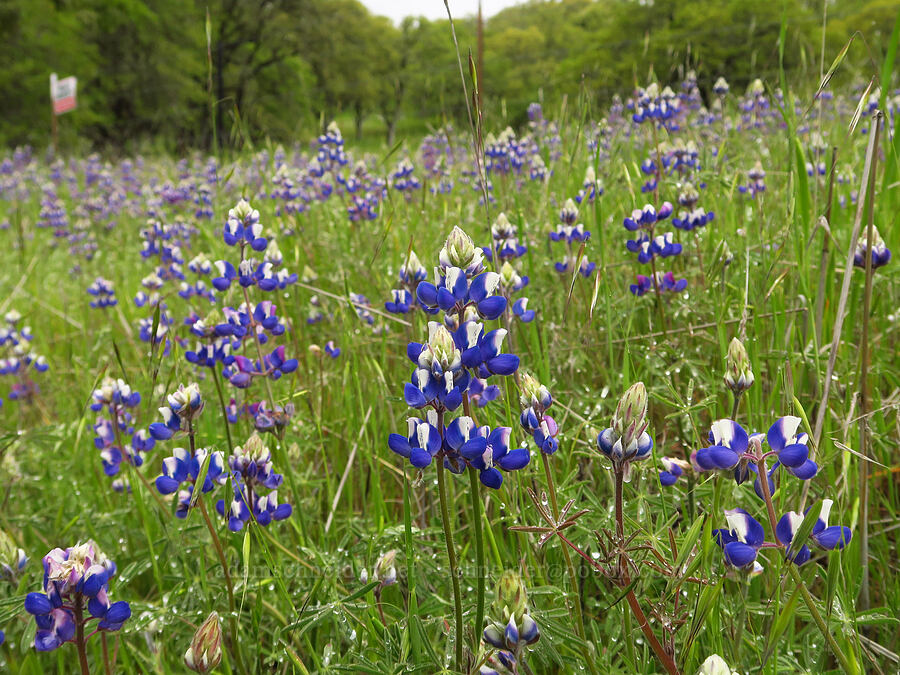 sky lupine (Lupinus nanus) [East Carmel Valley Road, Monterey County, California]