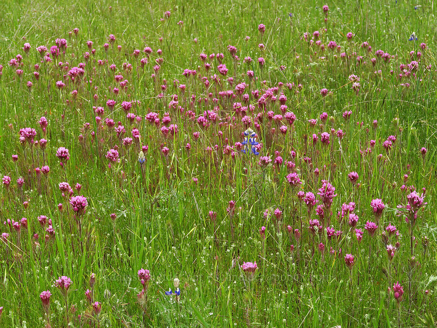 purple owl's-clover (Castilleja exserta var. exserta (Orthocarpus exsertus)) [East Carmel Valley Road, Monterey County, California]