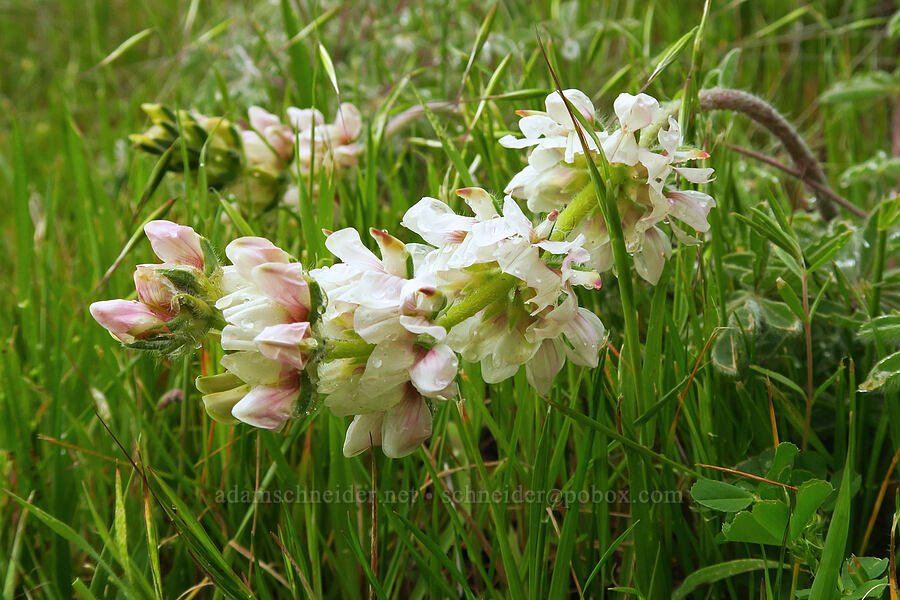 chick lupine (Lupinus microcarpus) [East Carmel Valley Road, Monterey County, California]