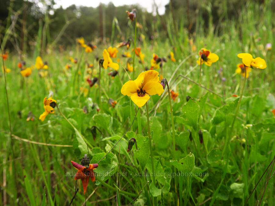 California golden violets (Viola pedunculata) [East Carmel Valley Road, Monterey County, California]