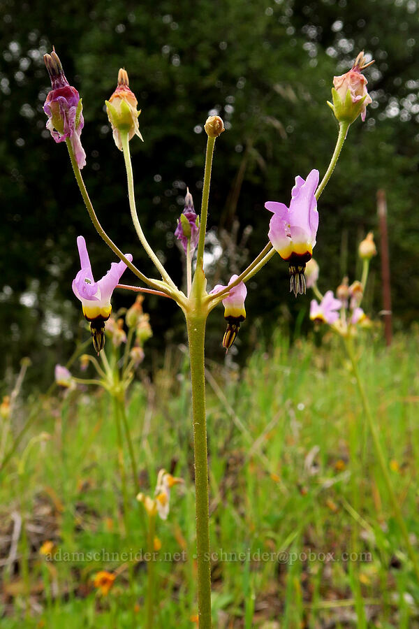 padre's shooting-stars (Dodecatheon clevelandii (Primula clevelandii)) [East Carmel Valley Road, Monterey County, California]