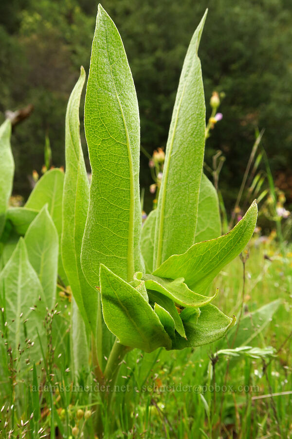 gray mule's-ears, budding (Wyethia helenioides) [East Carmel Valley Road, Monterey County, California]