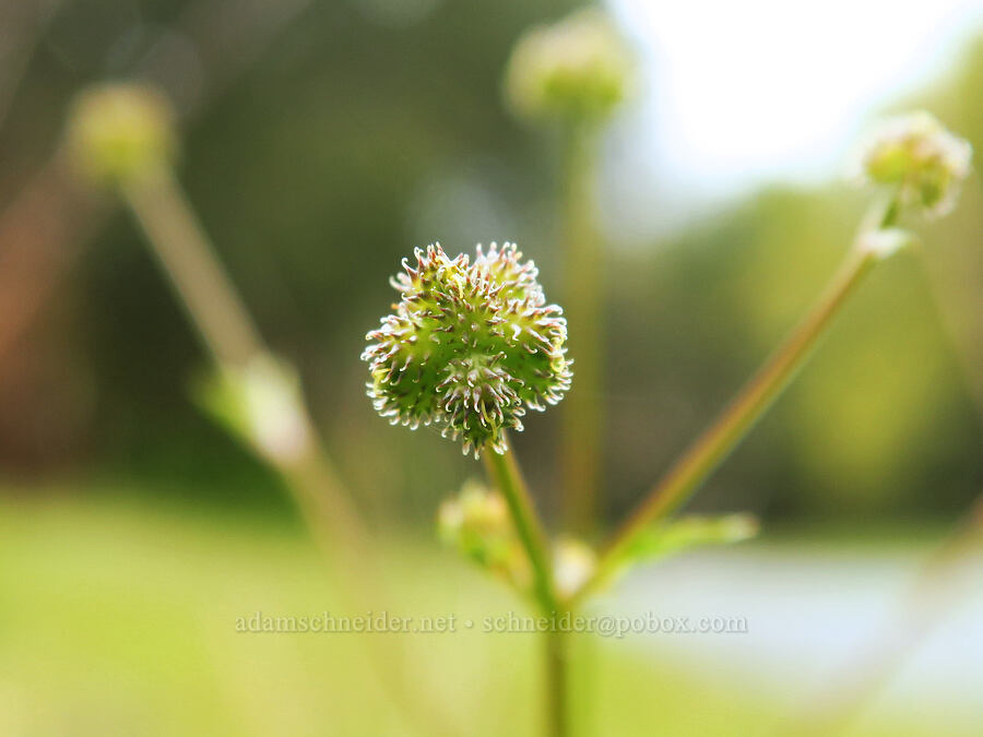 poison sanicle, going to seed (Sanicula bipinnata) [East Carmel Valley Road, Monterey County, California]