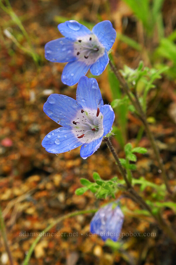 baby-blue-eyes (Nemophila menziesii var. menziesii) [East Carmel Valley Road, Monterey County, California]