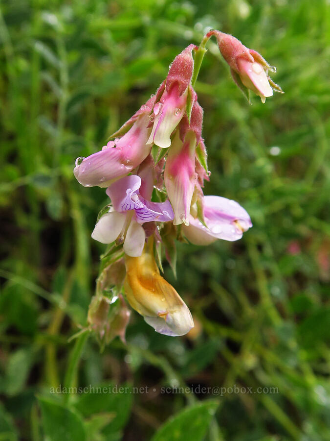 Pacific pea-vine (Lathyrus vestitus var. vestitus) [East Carmel Valley Road, Monterey County, California]