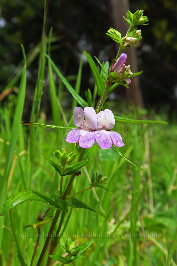 purple Chinese houses (Collinsia heterophylla) [East Carmel Valley Road, Monterey County, California]