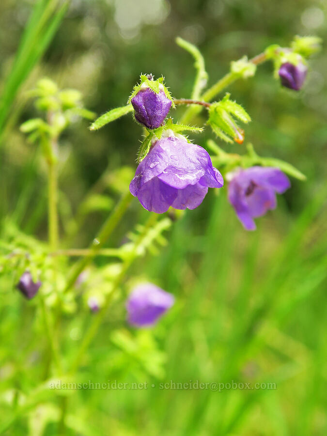 fiesta-flower (Pholistoma auritum) [East Carmel Valley Road, Monterey County, California]