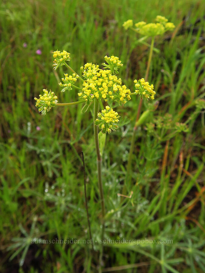 desert parsley (which?) (Lomatium sp.) [East Carmel Valley Road, Monterey County, California]