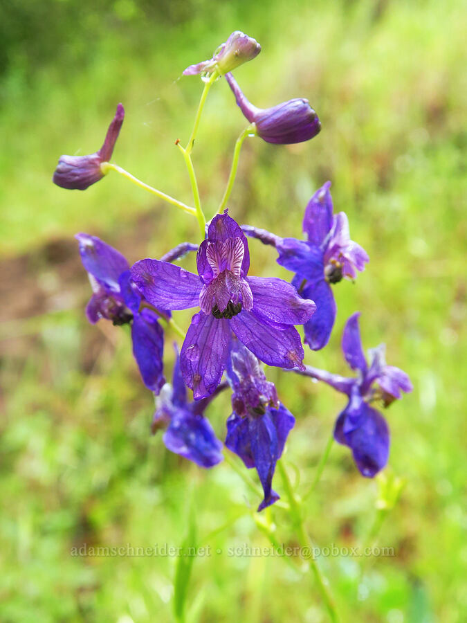 spreading larkspur (Delphinium patens) [Cachagua Road, Monterey County, California]