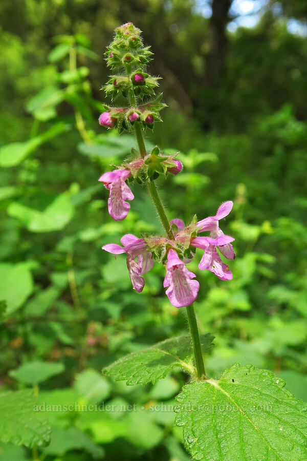 California hedge-nettle (Stachys bullata) [Garzas Canyon Trail, Garland Ranch Regional Park, Monterey County, California]