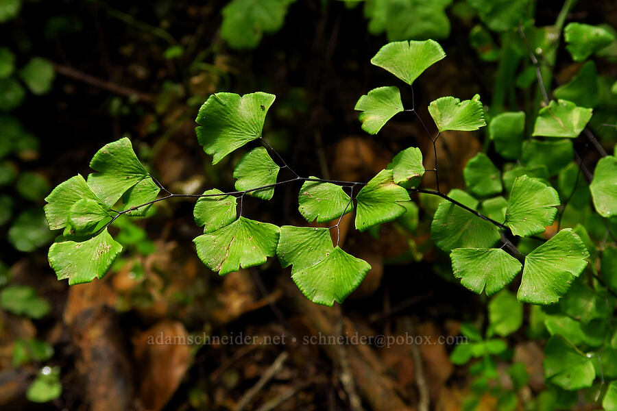 California maidenhair fern (Adiantum jordanii) [Garzas Canyon Trail, Garland Ranch Regional Park, Monterey County, California]