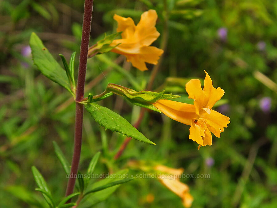 sticky monkeyflower (Diplacus aurantiacus (Mimulus aurantiacus)) [Garzas Canyon Trail, Garland Ranch Regional Park, Monterey County, California]