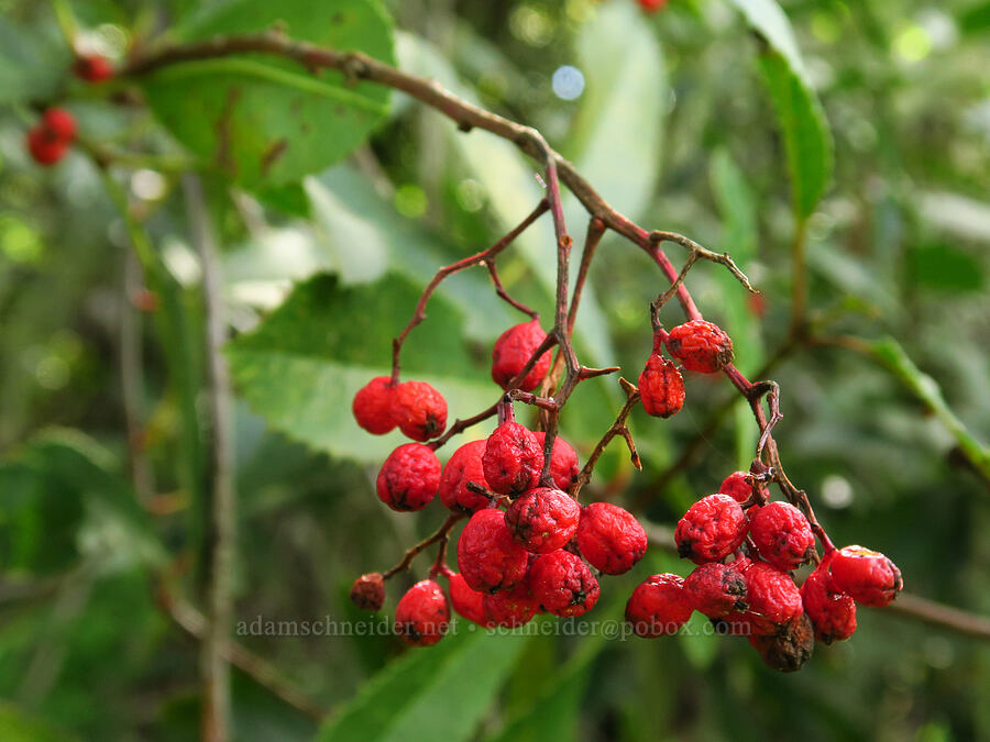 toyon berries (Heteromeles arbutifolia) [Veeder Trail, Garland Ranch Regional Park, Monterey County, California]