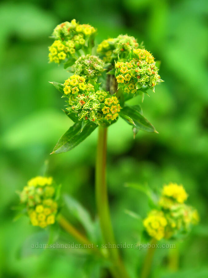 Pacific sanicle (Sanicula crassicaulis) [Veeder Trail, Garland Ranch Regional Park, Monterey County, California]